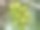 椰子树(Cocos nucifera)在佛罗里达有一簇绿色的椰子图片下载