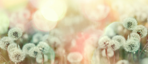 选择性和柔软的焦点在蒲公英种子，蒲公英点燃了阳光图片下载