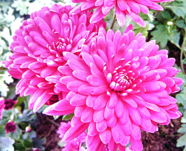 大的紫色的菊花图片下载