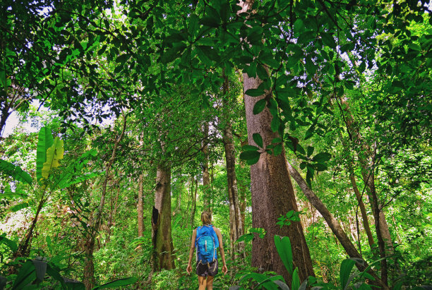 游客们在考埃国家公园的丛林深处徒步旅行图片下载