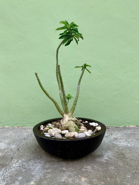 装饰性的花盆图片下载