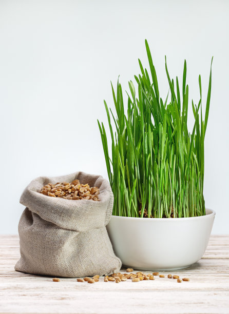 白色杯子里的绿麦芽菜，白色背景的帆布袋里的麦粒。图片下载