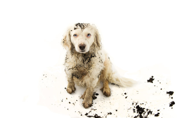 有趣的肮脏的狗在泥坑玩后。孤立的工作室拍摄的白色背景。图片下载