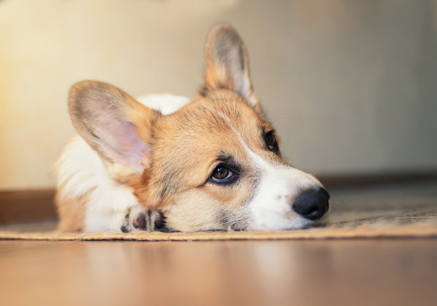 可爱的小红色小狗柯基躺在地板上，幻想着向上看的滑稽肖像图片下载