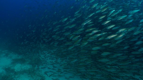 一群在海底沙中游泳的鱼图片下载