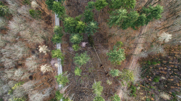 森林鸟瞰图图片下载