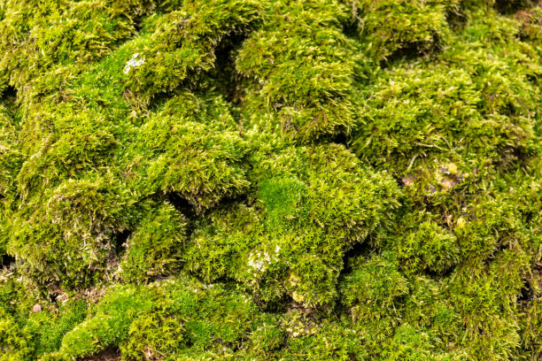 苔藓在树皮图片下载