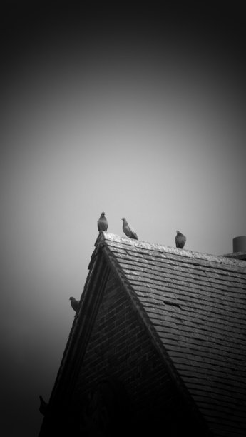 带鸽子的尖顶图片下载