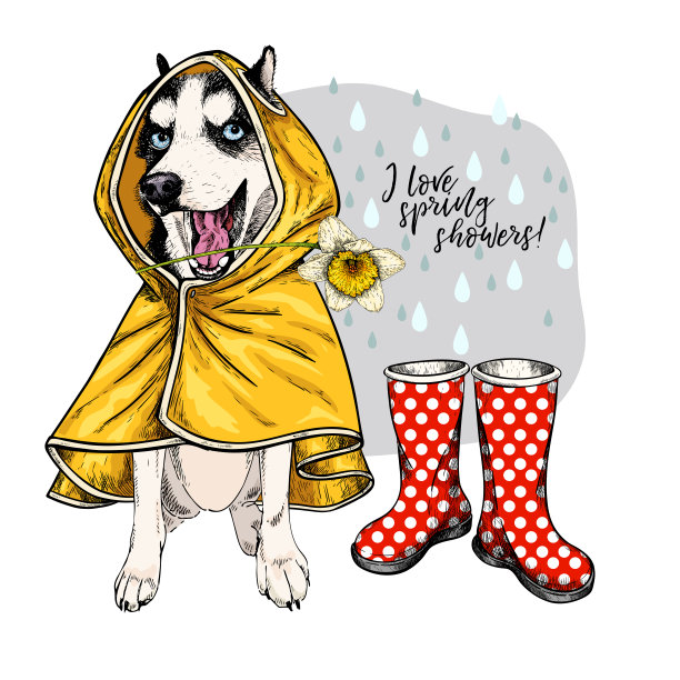 手绘西伯利亚哈士奇与黄色雨衣和橡胶靴。矢量春贺卡。可爱的彩色狗与水仙花。我喜欢春雨。可爱的宠物画像。海报、横幅、传单设计。图片下载