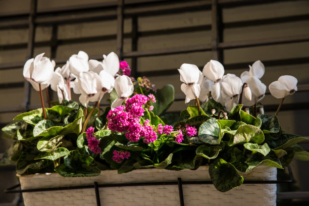 窗台上的花盆里放着白色仙客来。园艺爱好的概念。图片下载