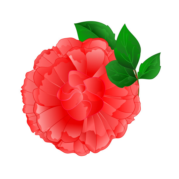 玫瑰粉红色的花和叶子在白色的背景vintage矢量插图可编辑图片下载