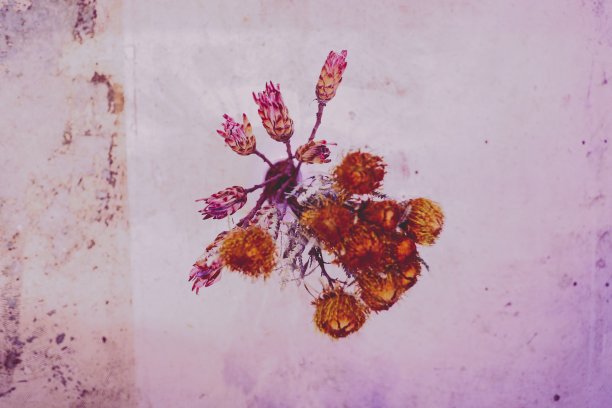 干鲜花花束图片下载