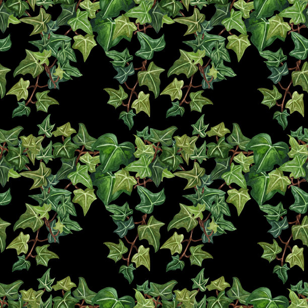 水彩无缝植物常春藤插图。来自常青藤小枝的植物无缝图案。图片下载