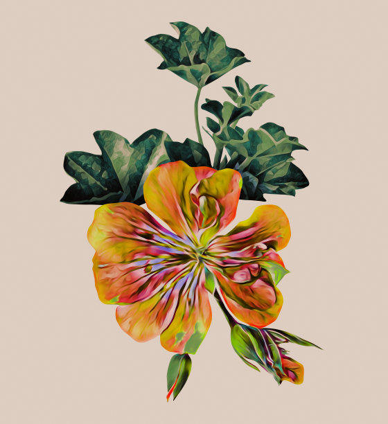 天竺葵单花图案。图片下载