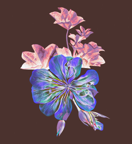 天竺葵单花图案。图片下载