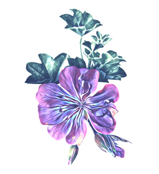 天竺葵单花图案。图片下载