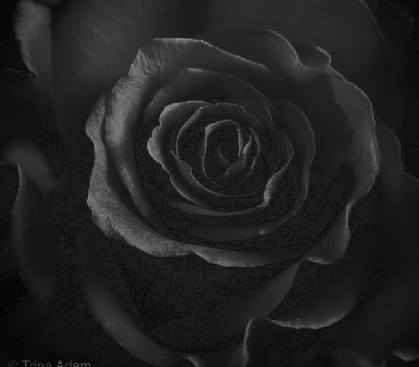 黑玫瑰图片下载