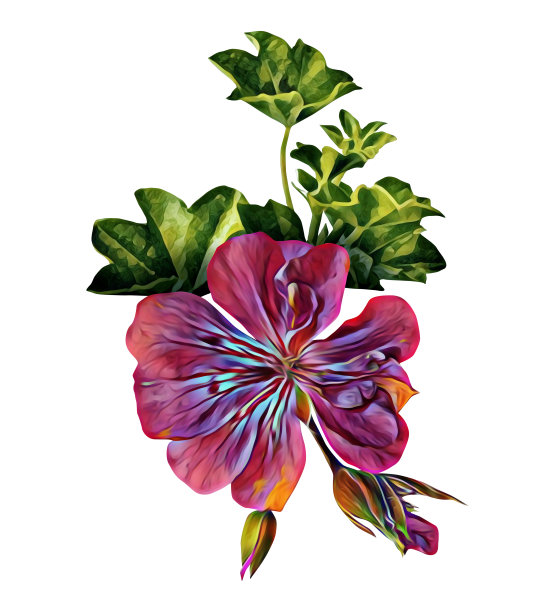 天竺葵单花图案。图片下载