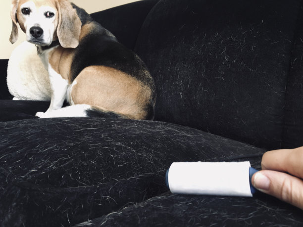 清理沙发上的毛图片下载