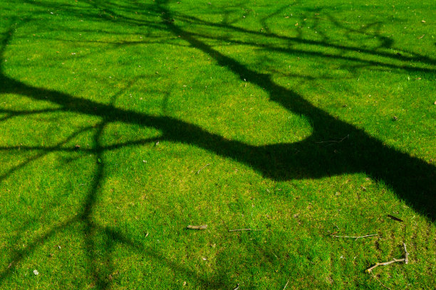 公园草地上的树影图片下载