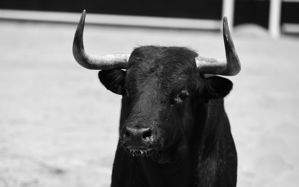 牛的头图片下载