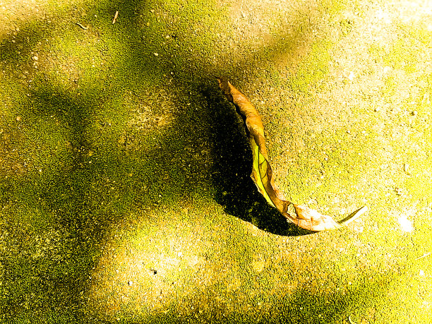 一张美丽的抽象照片，干燥的叶子落在地上干燥的潮湿的地面与苔藓自然环境节约地球概念的想法。图片下载