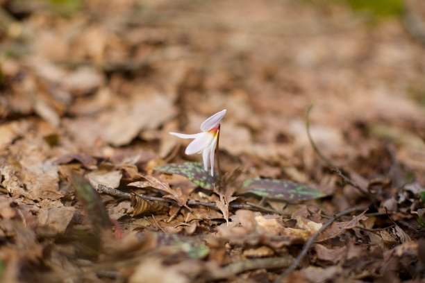 自然界有花植物。图片下载