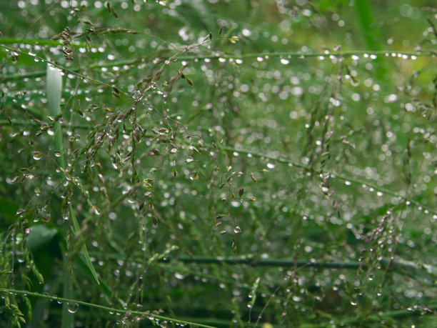 在初春清晨的阳光下，绿草带着露珠，水组织，水网图片下载