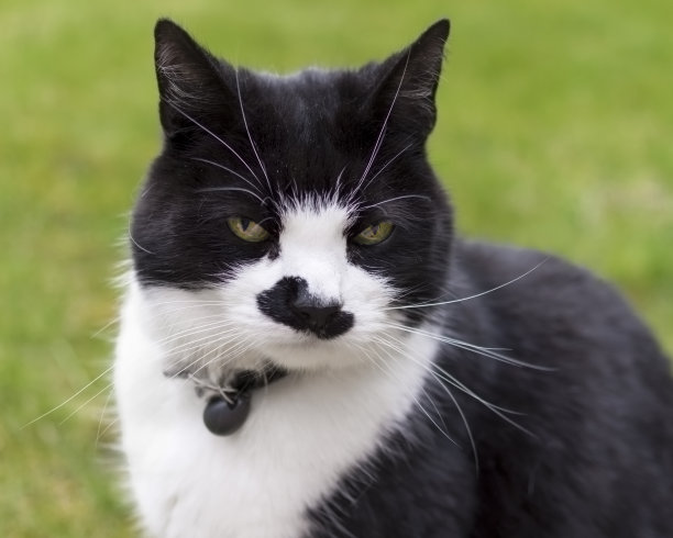 弗罗多图片下载