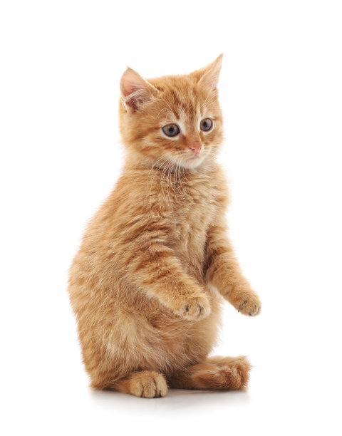 一个美丽的猫。图片下载