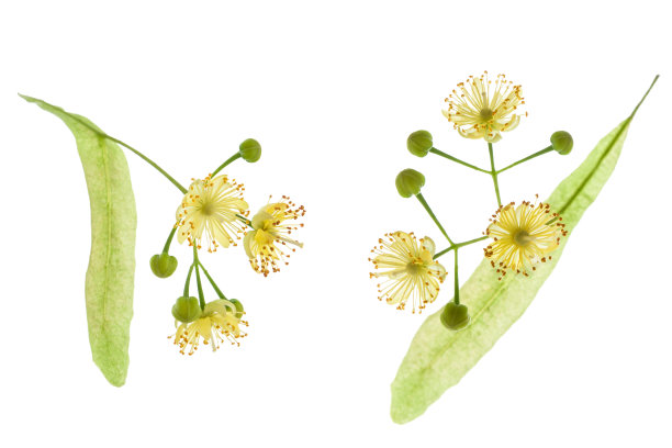 两棵菩提树花与花瓣孤立在白色的背景，特写图片下载