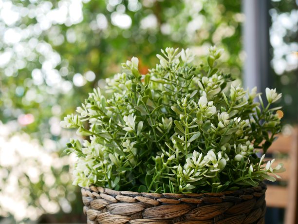 绿色塑料树在花盆里图片下载