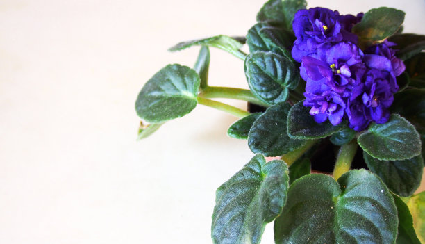 紫色的花图片下载