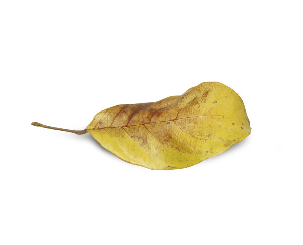 叶子干燥的白色背景。图片下载