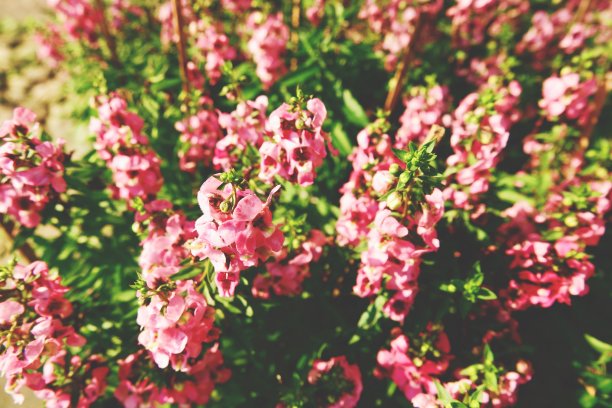 在花园的背景纹理中靠近小花图片下载