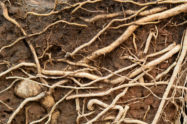 褐色的树根后，树的花盆爆裂图片下载