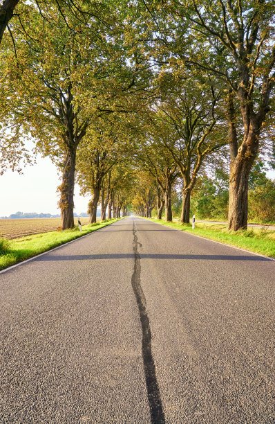 柏油路和老树。Mecklenburg Vorpommern美丽的大街。图片下载