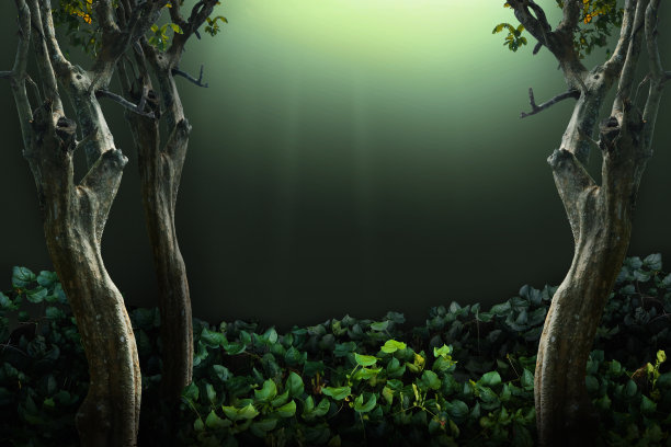 森林深处的背景。隔离和剪切路径图片下载