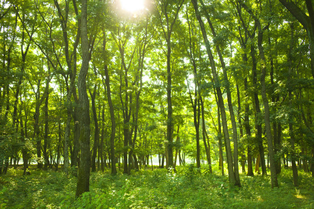 森林的阳光图片下载