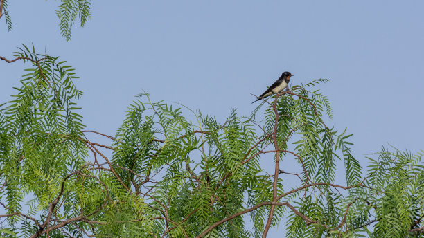 2017年夏，凯法洛尼亚的燕子素材图片