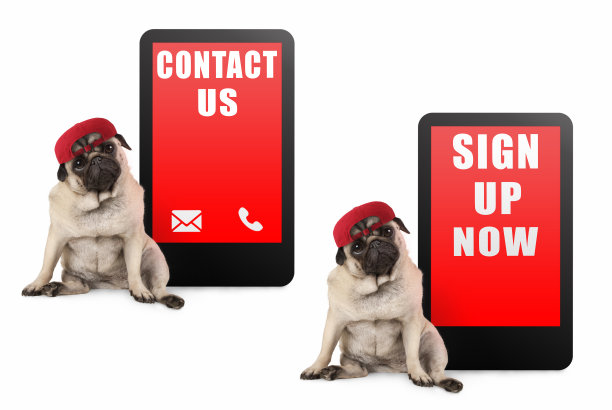 可爱的哈巴狗狗看起来很聪明，坐在旁边的平板手机与我们的短信联系，现在报名，戴着红色的帽子图片下载