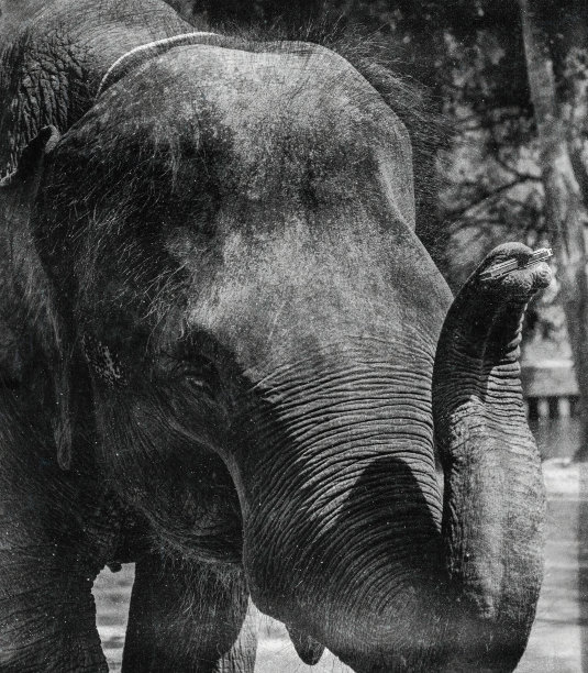 大象和口琴。图片下载