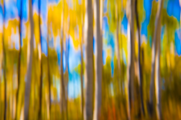在抽象照片中，秋天散焦的白杨树林图片下载