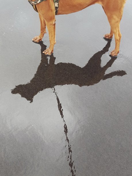 狗在潮湿的街道上的倒影。图片下载