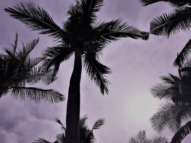 棕榈树-泰国图片下载