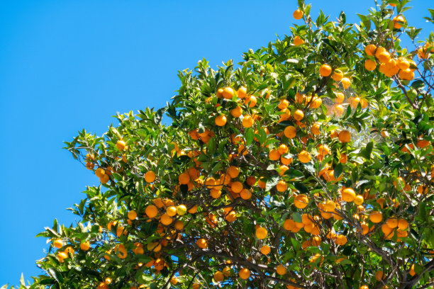 橙树在蓝天前图片下载