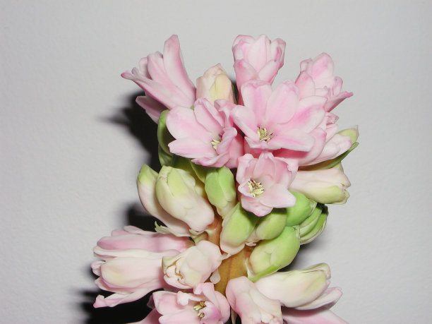 海辛图斯东方人图片下载