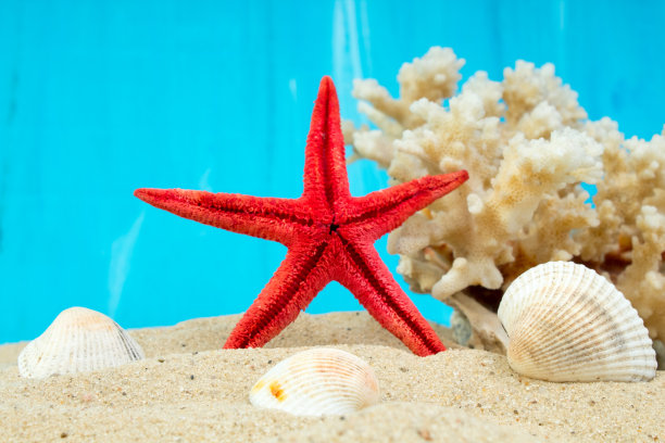 海沙、海星、珊瑚和卵石为背景。其他的概念。前视图。图片下载