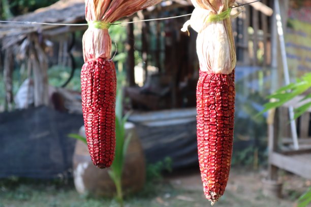 两个红色鸡眼图片下载