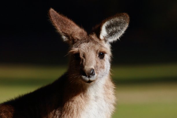 袋鼠的画像图片下载
